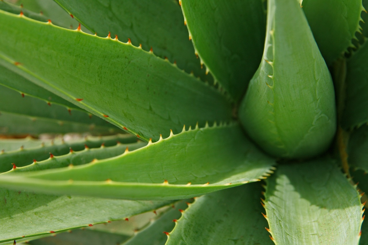 Amazing Health Benefits Of An Aloe Vera Gel Drink Herbal Collective