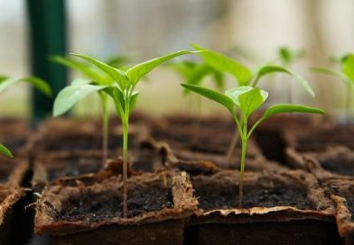 Common Mistakes Made Growing from Seed