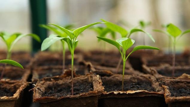 Common Mistakes Made Growing from Seed